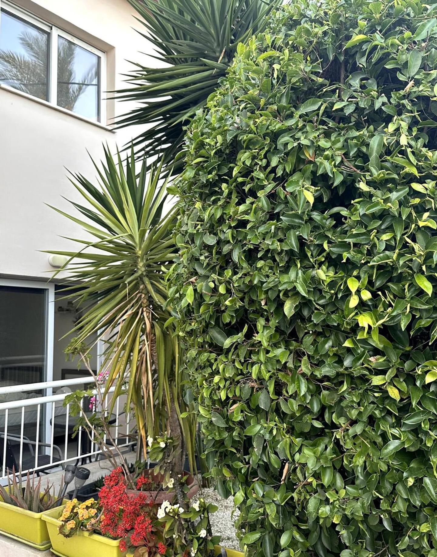 Olymbos Garden Apartment IV Ayia Napa Exterior foto
